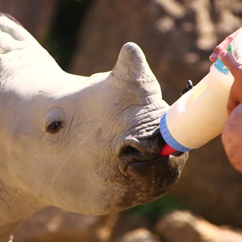 Naissances aux zoo : au secours des espèces en danger