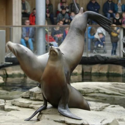 Nausica : Au coeur du plus grand aquarium de France