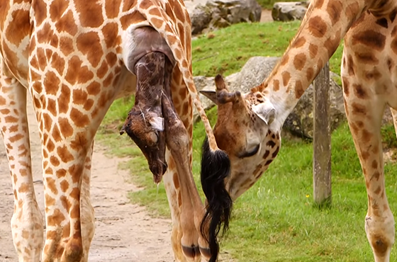 Les Incroyables Naissances des bébés animaux