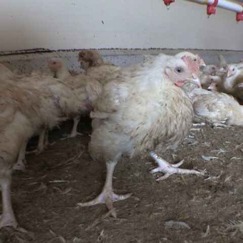 LES SECRETS DU POULET PREMIER PRIX
