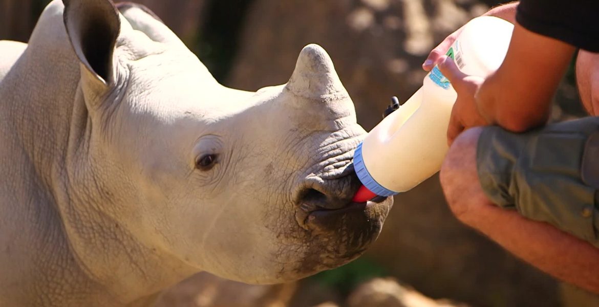 Naissances au zoo : au secours des espèces en danger