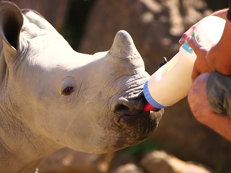 Naissances au zoo : au secours des espèces en danger