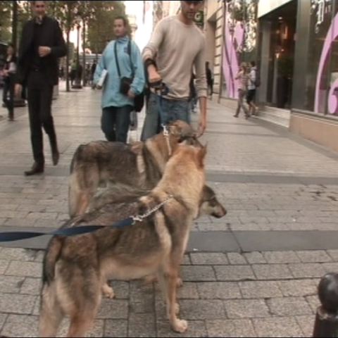 Je vis à Paris avec trois loups