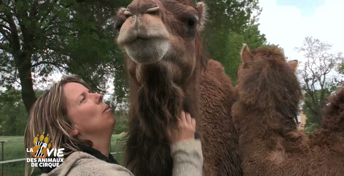 6 oct 19 – Gulli “La deuxième vie des animaux du cirque” à 21h00