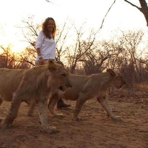 Ils vivent avec des animaux sauvages : leurs incroyables amitiés