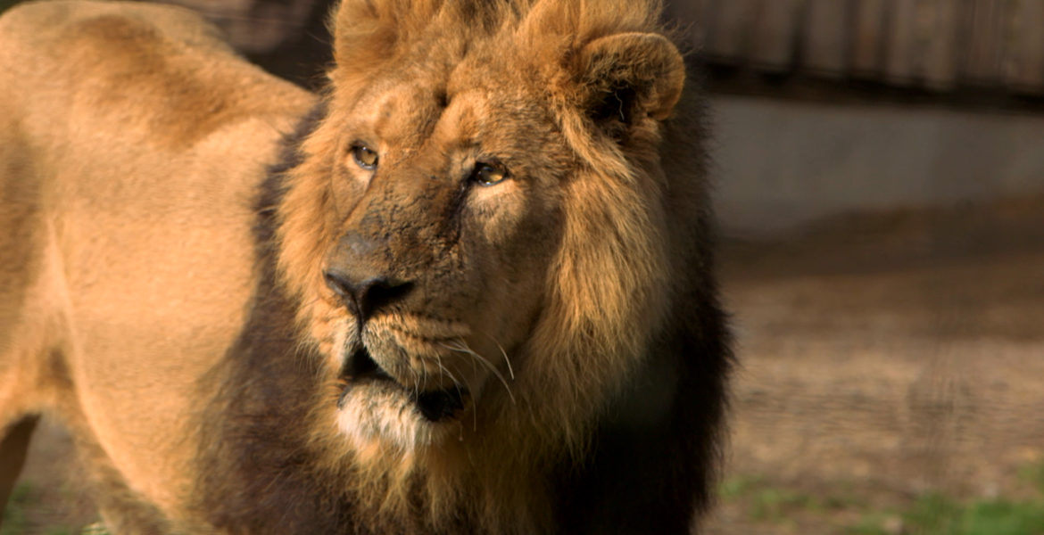 Audience 3 avr. 20 –  C8 Leader TNT et record de case “100 jours avec les animaux du Pal, le plus grand zoo d’Auvergne”