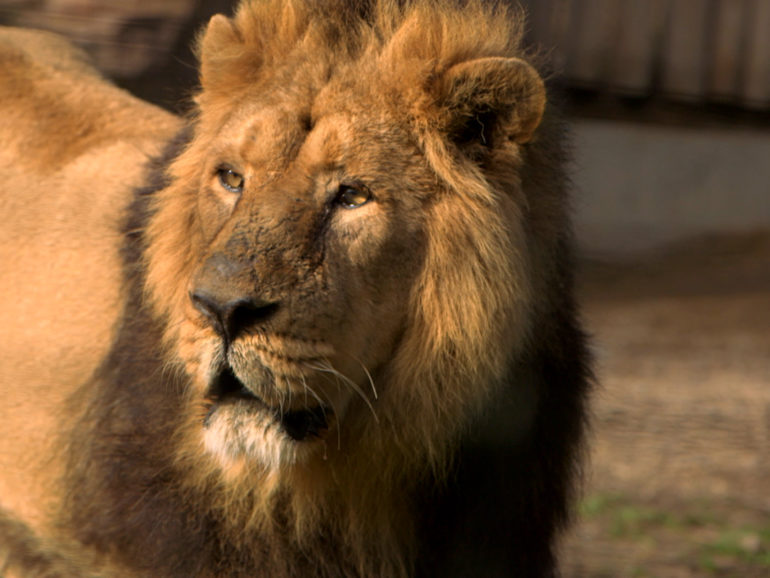 Audience 3 avr. 20 –  C8 Leader TNT et record de case “100 jours avec les animaux du Pal, le plus grand zoo d’Auvergne”