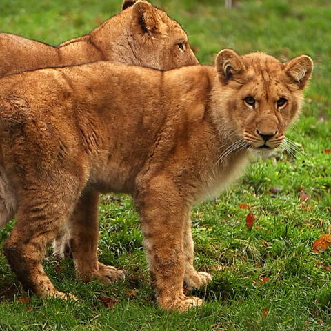 100 jours avec les animaux du Cerza, le plus grand zoo de Normandie