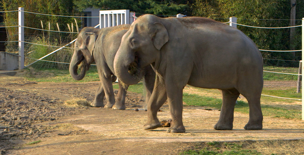 3 avr. 20 – C8 “100 jours avec les animaux du Pal : le plus grand zoo d’Auvergne” à 21h15