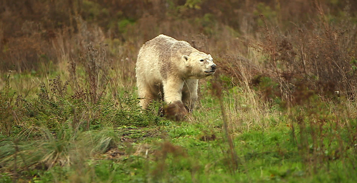 27 mars 20 – C8 “100 jours avec les animaux du Cerza, le plus grand zoo de Normandie” à 21h15