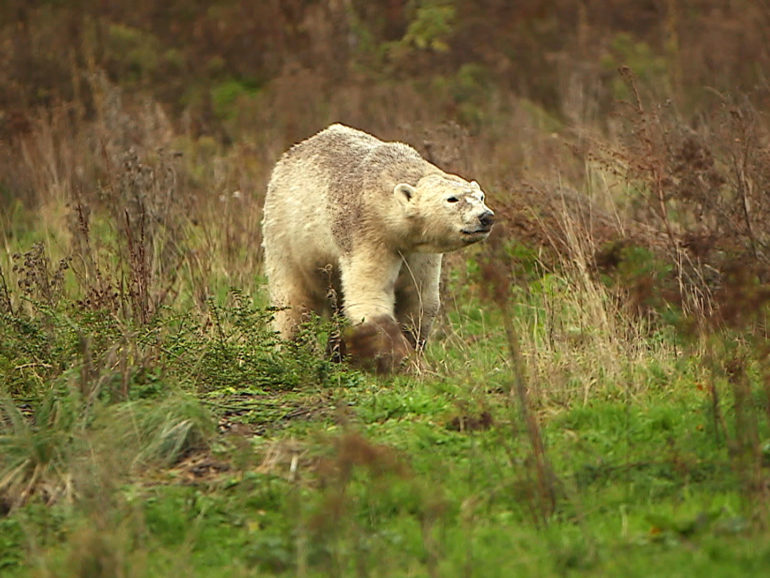 27 mars 20 – C8 “100 jours avec les animaux du Cerza, le plus grand zoo de Normandie” à 21h15