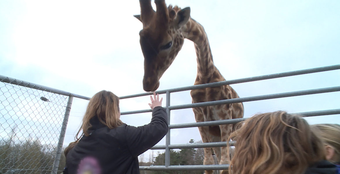 10 Juill. 20 – C8 “100 jours avec les animaux de Thoiry ” à 21h15