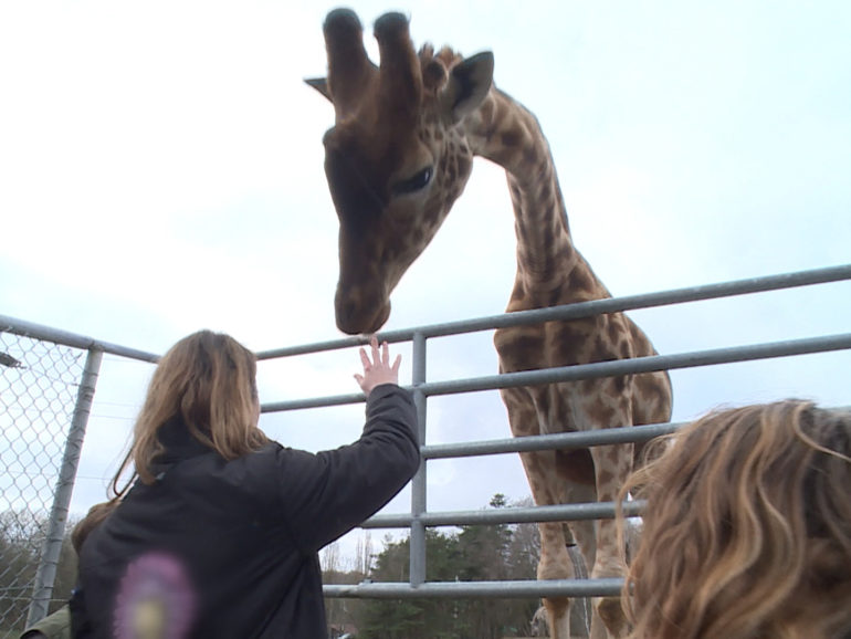 10 Juill. 20 – C8 “100 jours avec les animaux de Thoiry ” à 21h15