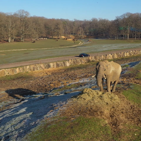 100 jours avec les animaux du zoo de Thoiry