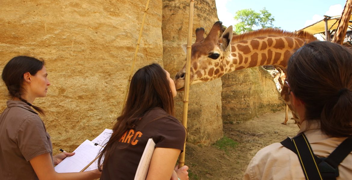 31 oct. 20 – C8 “100 jours avec les animaux du Bioparc de Doué-la-Fontaine” INÉDIT à 21h05