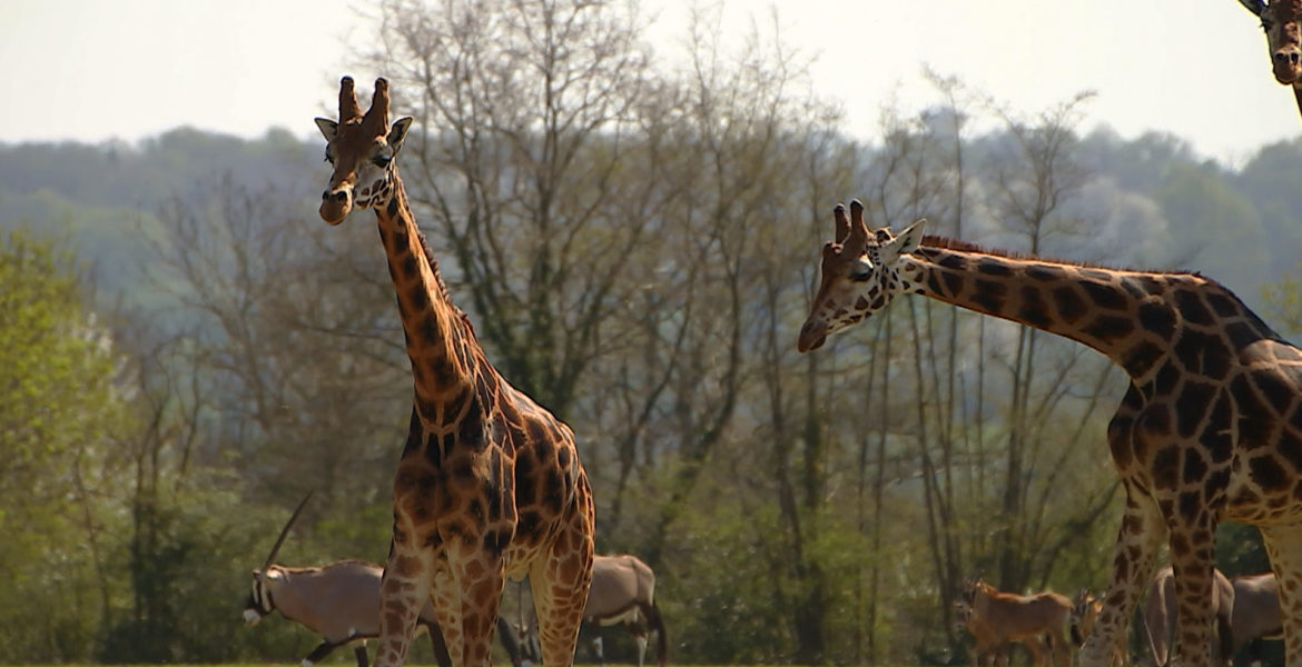 10 oct. 20 – C8 “100 jours avec les animaux du Pal, le plus grand zoo d’Auvergne” INÉDIT à 21h05