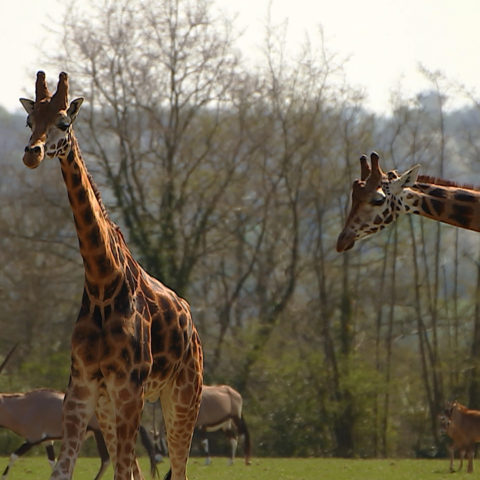 100 jours avec les animaux de Cerza, le plus grand zoo de Normandie