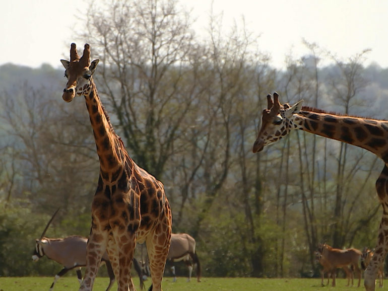 10 oct. 20 – C8 “100 jours avec les animaux du Pal, le plus grand zoo d’Auvergne” INÉDIT à 21h05