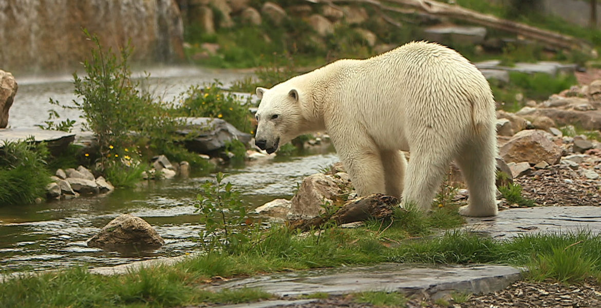 3 oct. 20 – C8 “100 jours avec les animaux de Cerza, le plus grand zoo de Normandie” INÉDIT à 21h05