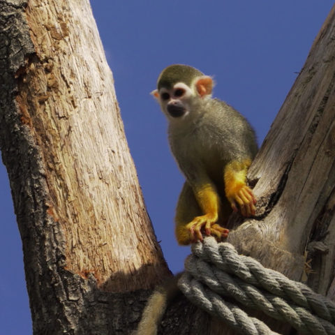 100 jours avec les animaux du Pal, le plus grand zoo d’Auvergne