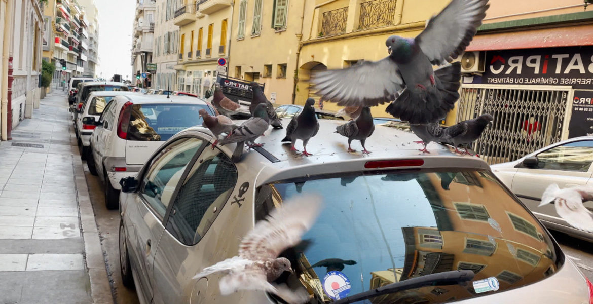 9 mai 21 – M6 66 minutes “Guerre des pigeons sur la Côte d’Azur” à 17h20