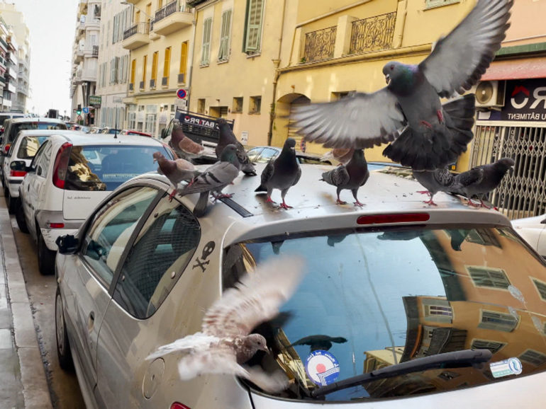 9 mai 21 – M6 66 minutes “Guerre des pigeons sur la Côte d’Azur” à 17h20