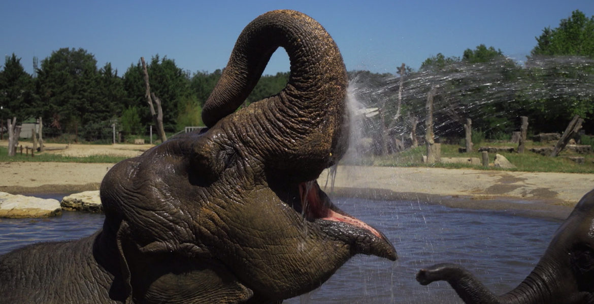 Succès d’audiences pour “Le Pal : au cœur du zoo le plus insolite de France” Prime Time RMC Story