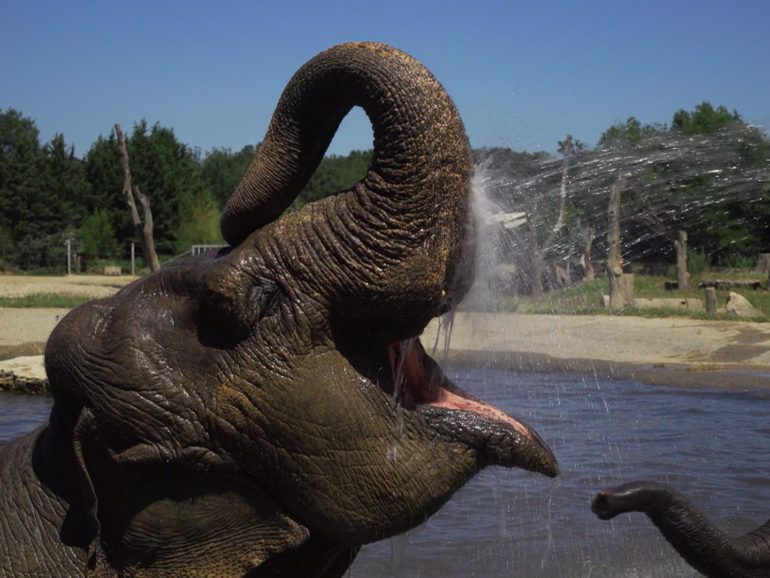 Succès d’audiences pour “Le Pal : au cœur du zoo le plus insolite de France” Prime Time RMC Story