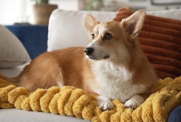 Corgi : le chien royal