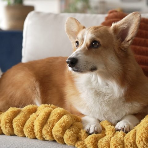 Corgi : le chien royal