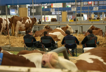 Salon de l’agriculture : dans les coulisses de la plus grande ferme de France