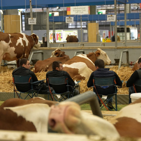 Salon de l’agriculture : dans les coulisses de la plus grande ferme de France