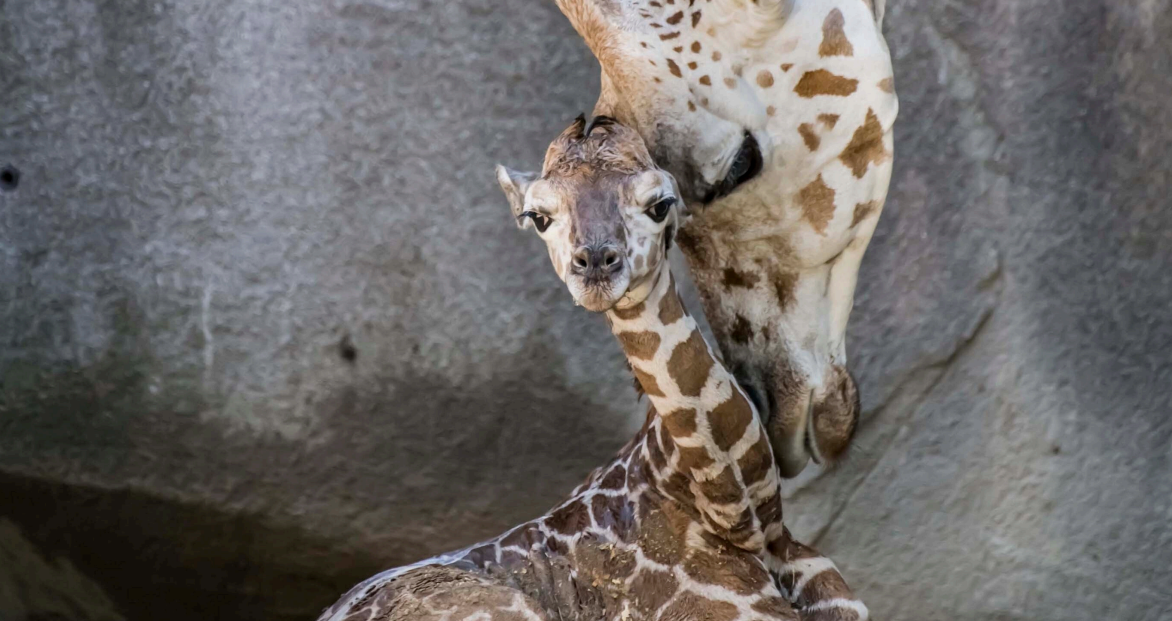 Capture d'écran 2025-11-13 123933
