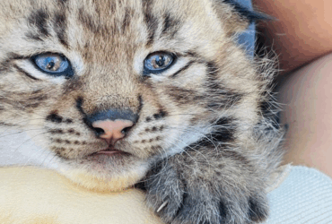 Naissances au zoo : les coulisses d’un heureux événement