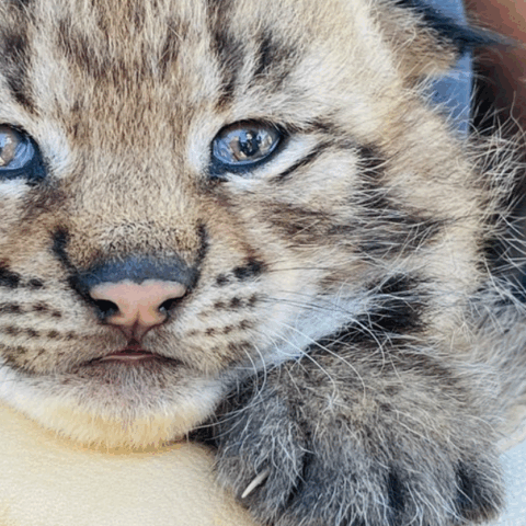Naissances au zoo : les coulisses d’un heureux événement