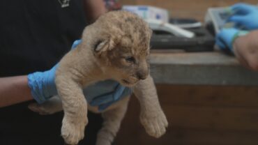 17 mar. 26, RMC Life “Naissances extra-ordinaires – Lionceau, gibbon et tamanoir”