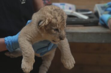 3 Mars.26/21h10 – Naissances extra-ordinaires – “Lionceau, gibbon et tamanoir”