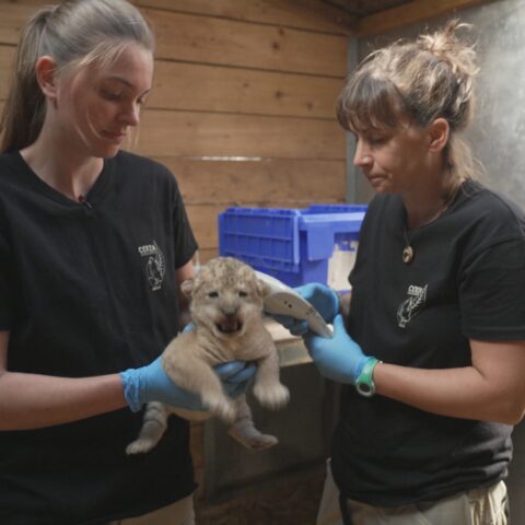 17 Mar.26/21h10 Naissances extra-ordinaires – “Lionceau, gibbon et tamanoir”