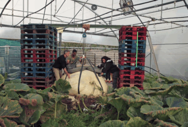 Concours de jardinage : qui aura la main la plus verte ?