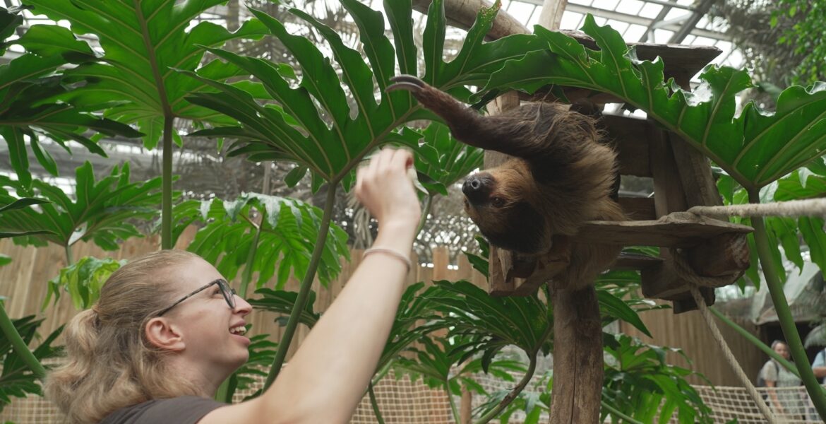 12 juin 26 à 21h10 sur RMC Life ” Naissances Extra-Ordinaires au Zoo : Girafon, paresseux et singes ” EP3