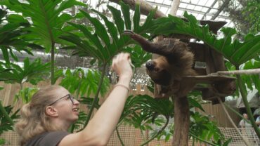 12 juin 26 à 21h10 sur RMC Life ” Naissances Extra-Ordinaires au Zoo : Girafon, paresseux et singes ” EP3