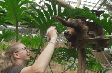 12 juin 26 à 21h10 sur RMC Life ” Naissances Extra-Ordinaires au Zoo : Girafon, paresseux et singes ” EP3