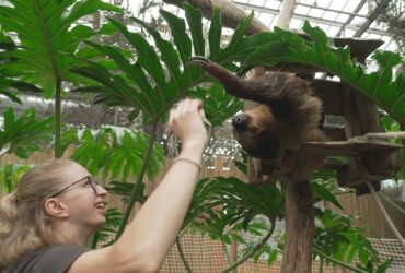 Naissances extra-ordinaires au zoo : Girafon, paresseux et singes EP3