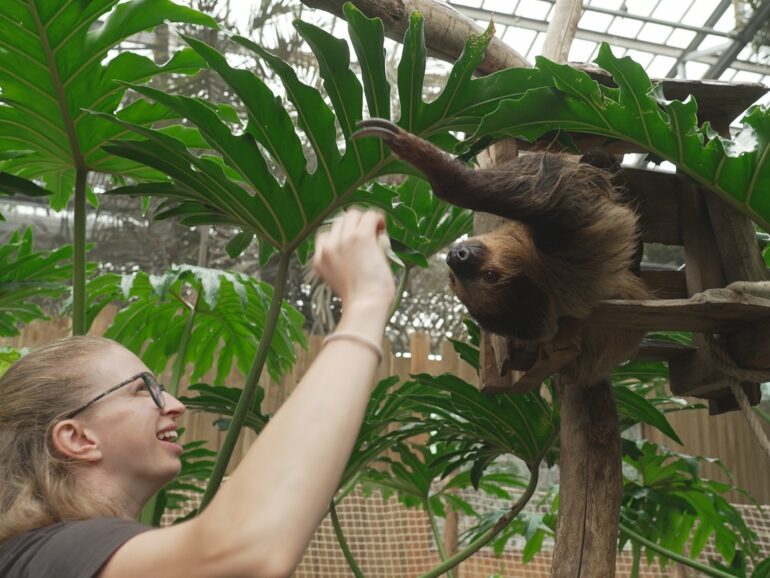 12 juin 26 à 21h10 sur RMC Life ” Naissances Extra-Ordinaires au Zoo : Girafon, paresseux et singes ” EP3